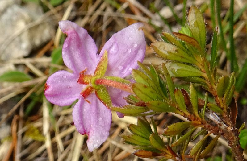 Rhodothamnus chamaecistus - Ericaceae